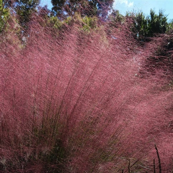 Muhlenbergia capillaris Pink Cloud