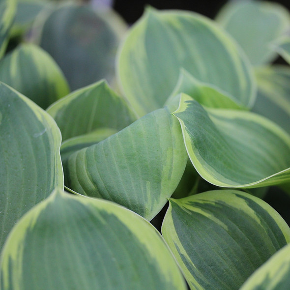 Hosta Earth Angel