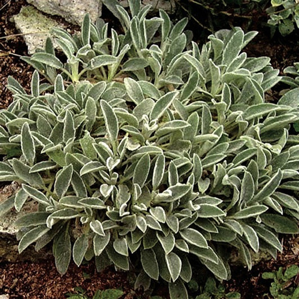 Stachys byzantina Silver Carpet