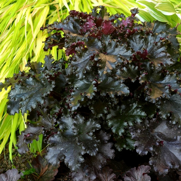 Heuchera Black Taffeta