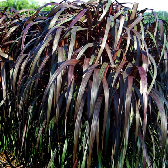 Pennisetum hybrid Majestic™