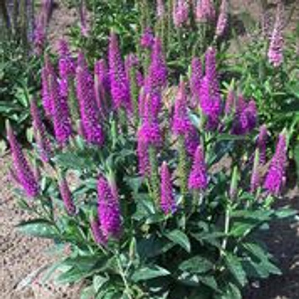 Veronica Purplegum Candles