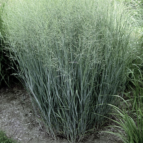 Panicum virgatum Heavy Metal (72 plugs per tray)