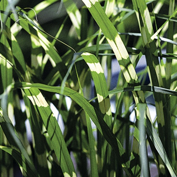 Miscanthus sinensis Zebrinus (38 plugs per tray)