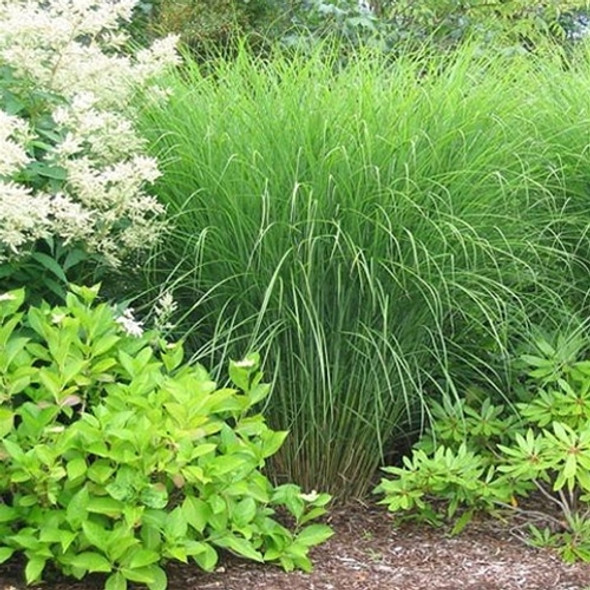 Miscanthus sinensis Gracillimus (72 plugs per tray)