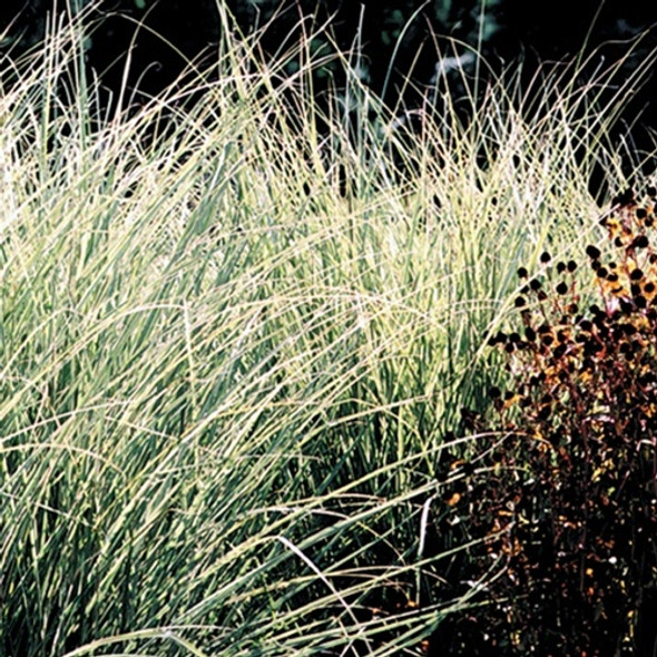 Miscanthus sinensis Morning Light (72 plugs per tray)