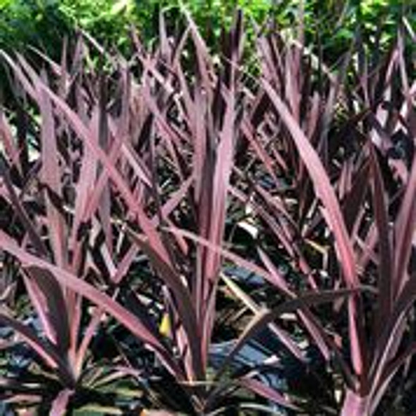 Cordyline australis Red Sensation (72 plugs per tray)
