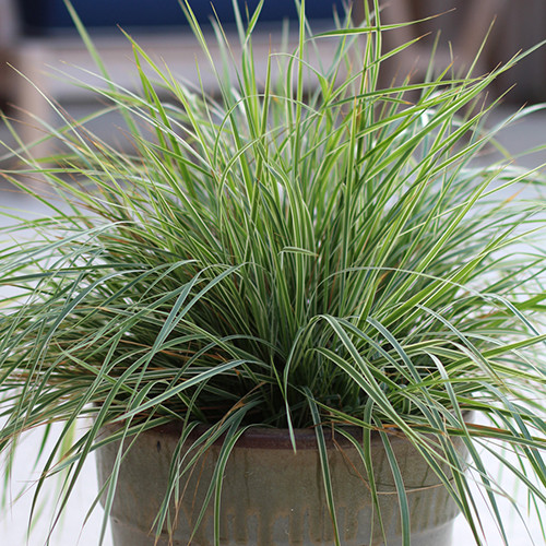 Calamagrostis xacutiflora Hello Spring!™ (72 plugs per tray)