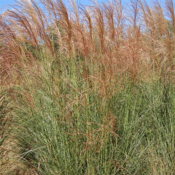 Miscanthus sinensis Scout™ (38 plugs per tray) PP30402 Miscanthus sinensis Scout™ (38 plugs per tray) PP30402