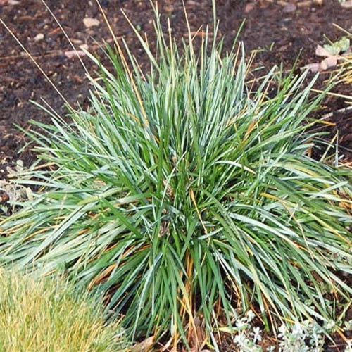 Sesleria caerulea (38 plugs per tray)