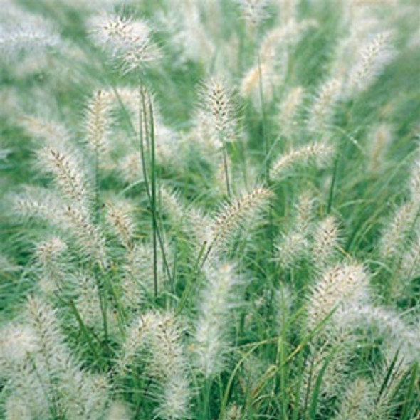 Pennisetum alopecuroides Cassian (38 plugs per tray)