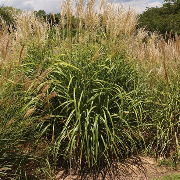 Miscanthus sinensis My Fair Maiden™  (38 plugs per tray) PP26387