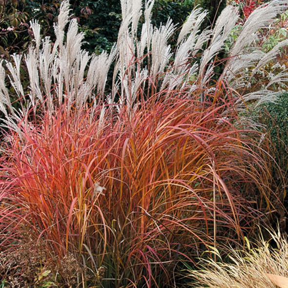 Miscanthus sinensis Fire Dragon (38 plugs per tray) PP30374