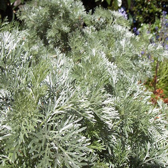 Artemisia arborescens Powis Castle (72 plugs per tray)