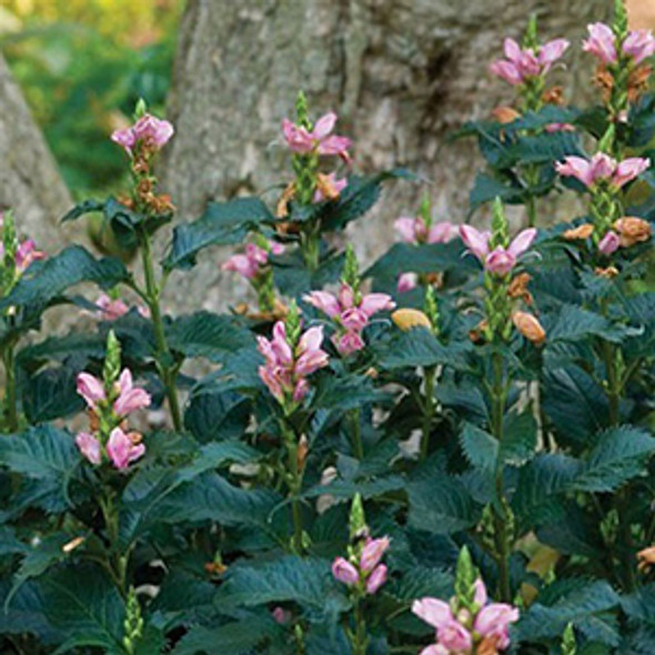 Chelone lyonii Hot Lips (72 plugs per tray)