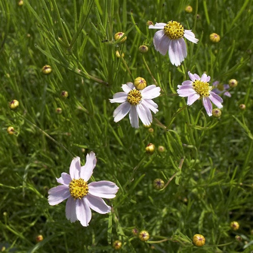 Coreopsis rosea American Dream (72 plug tray) liners from Santa