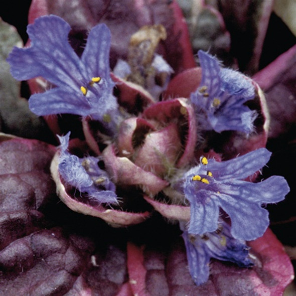 Ajuga reptans Burgundy Glow (72 plugs per tray)