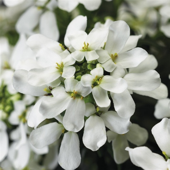 Iberis Snowcone™ (72 plugs per tray)