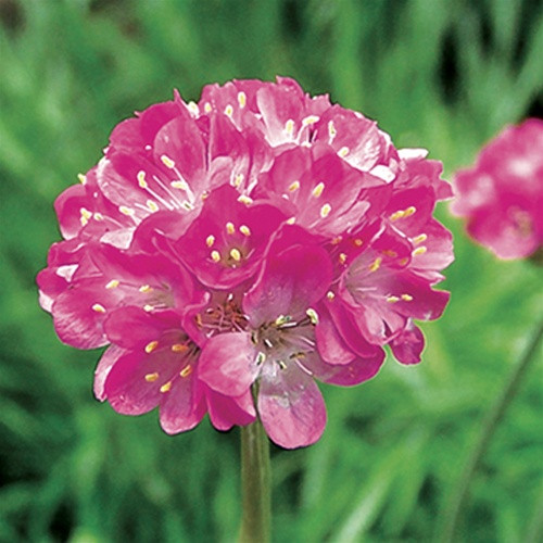 Armeria maritima Splendens (72 plugs per tray)