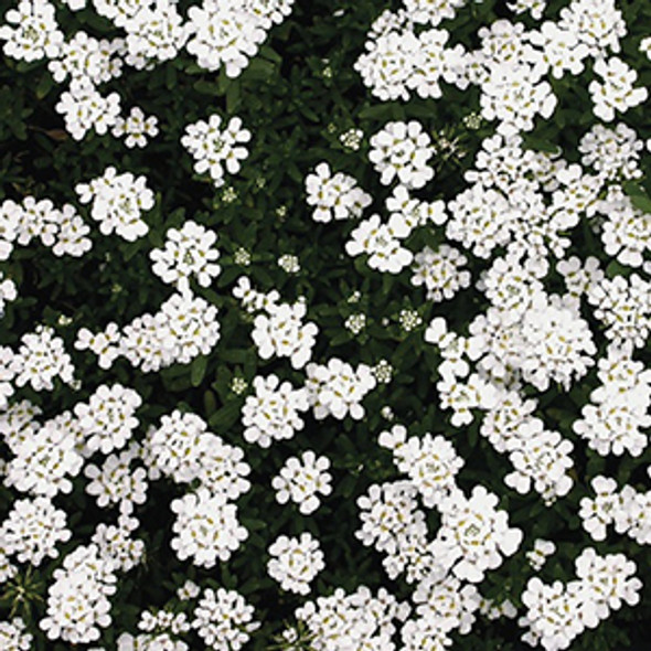 Iberis sempervirens Purity (72 plugs per tray)
