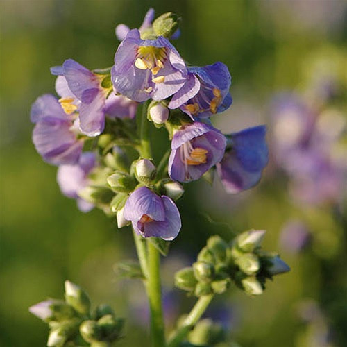 Polemonium boreale Heavenly Habit (72 plugs per tray)
