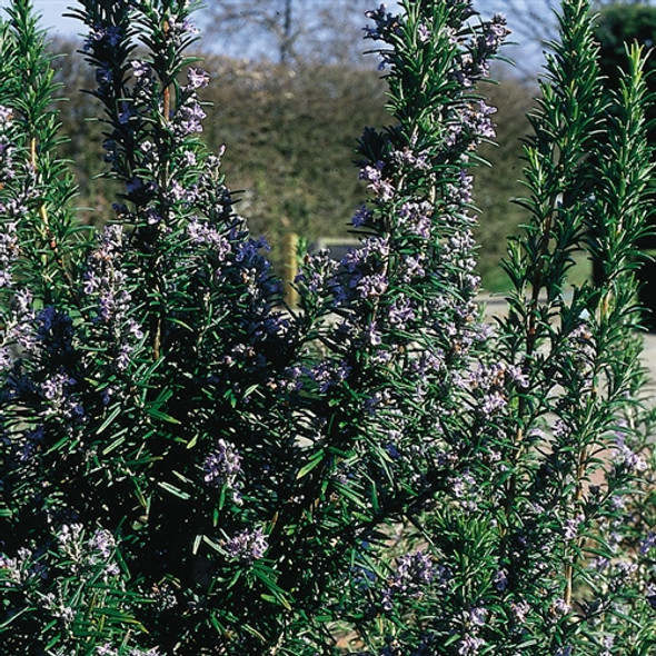 Rosmarinus officinalis Tuscan Blue  (72 plugs per tray)