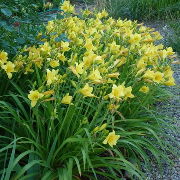 Hemerocallis Happy Returns (38 plugs per tray)