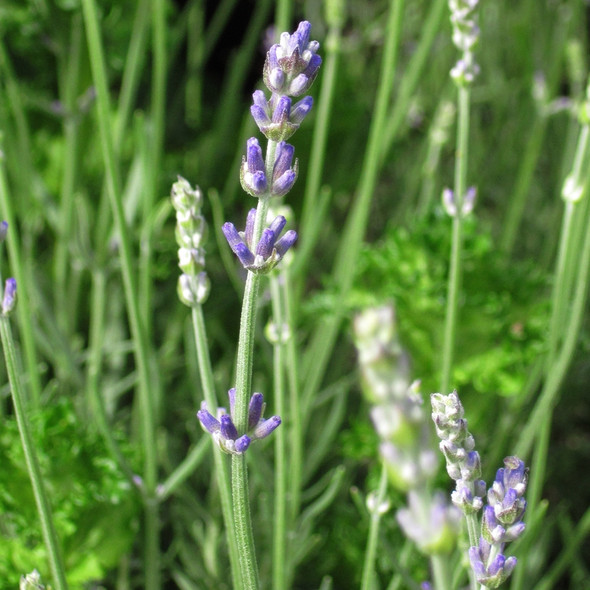 Lavandula angustifolia Munstead (72 plugs per tray)