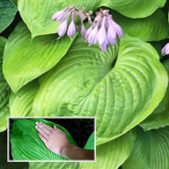 Hosta Sum and Substance (38 plugs per tray)