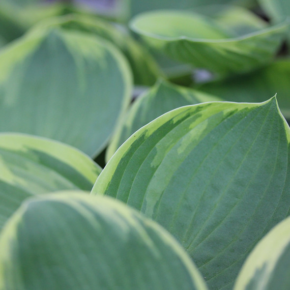 Hosta Earth Angel (38 plugs per tray)