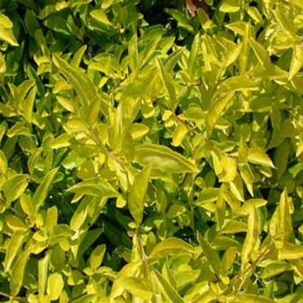 Duranta erecta Cuban Gold (72 plugs per tray)