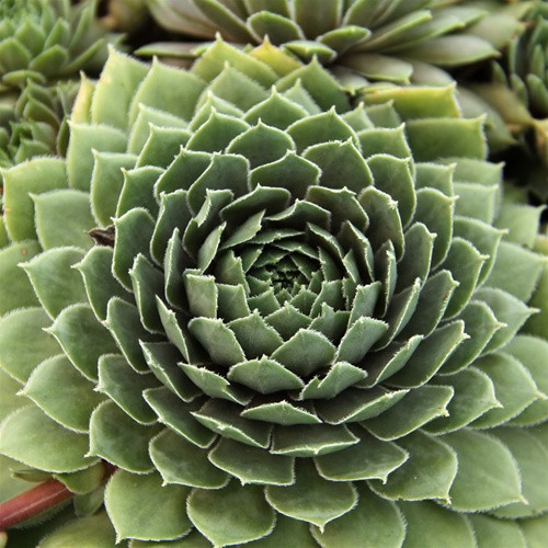 Sempervivum Kalinda (50 plugs per tray)