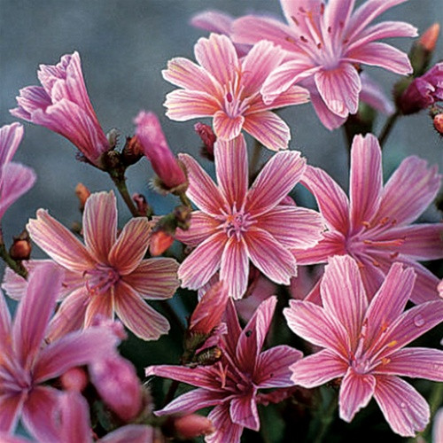 Lewisia xlongipetala Little Plum (72 plugs per tray)