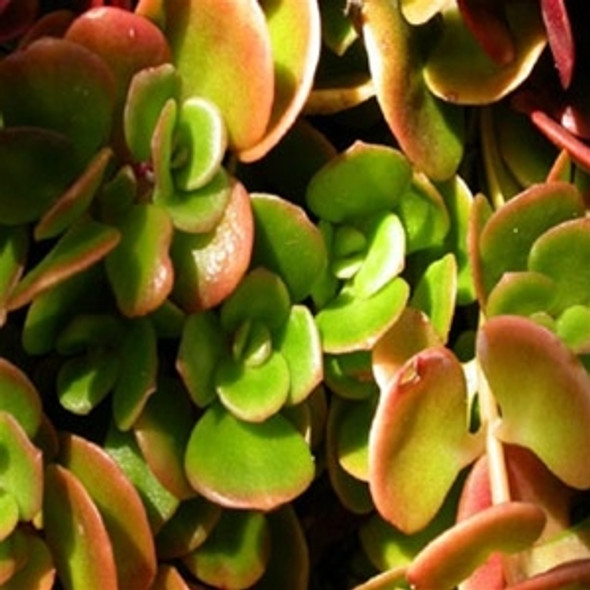 Sedum tetractinum Coral Reef (72 plugs per tray)