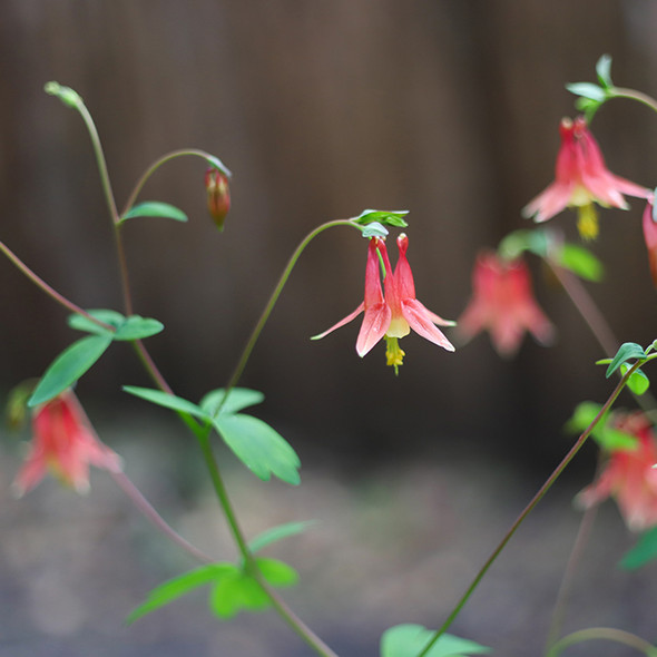 Aquilegia canadensis (72 plugs per tray)