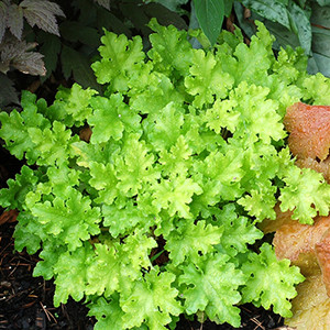 Heuchera Lime Marmalade  (72 plugs per tray) PP21861