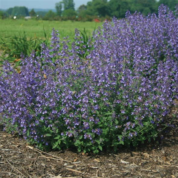 Nepeta xfaassenii Junior Walker  (72 plugs per tray) PP23074