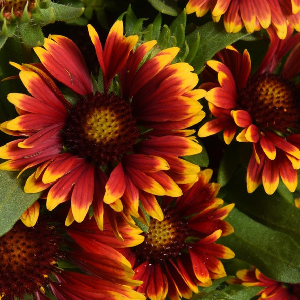 Gaillardia Spintop™ Orange Halo (72 plugs per tray) PP29205