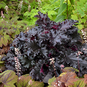 Heuchera Black Taffeta  (72 plugs per tray) PP26162
