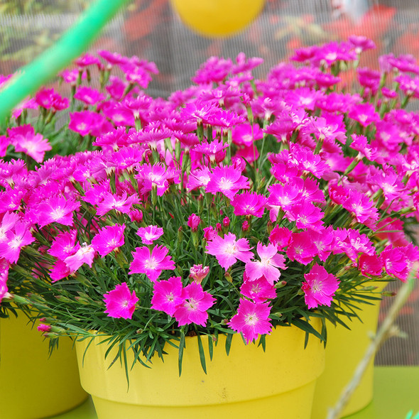 Dianthus Beauties® Kahori (72 plugs per tray) PP21016