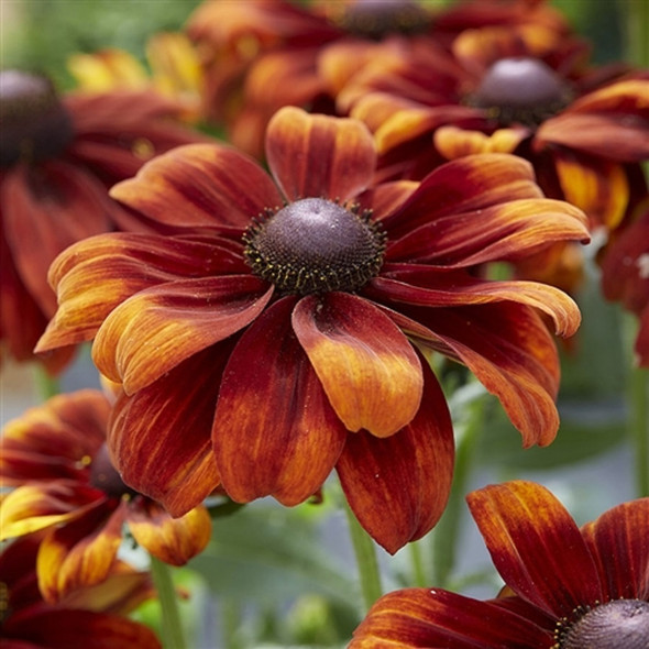 Rudbeckia hirta SmileyZ® Glowing  (72 plugs per tray) PPAF