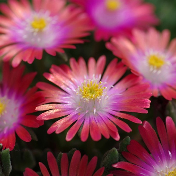 Delosperma Jewel of Desert Garnet (72 plugs per tray) PP23471