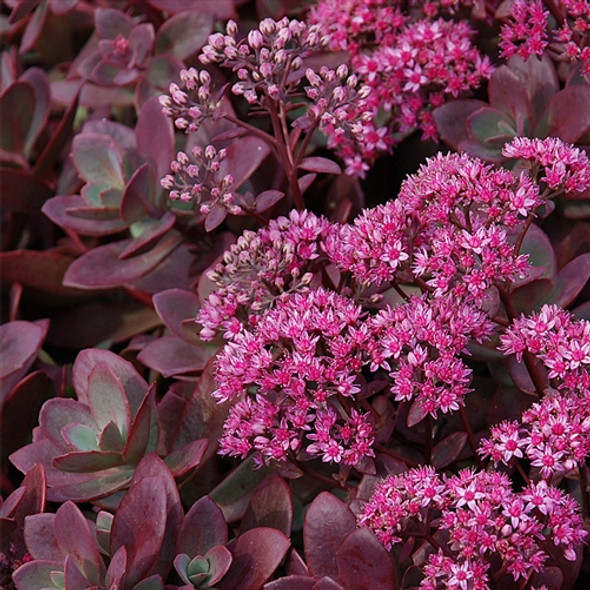 Sedum Sunsparkler® Firecracker  (72 plugs per tray) PP26595