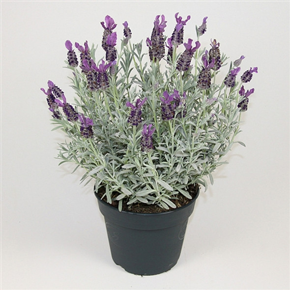 Lavandula stoechas Silver Anouk  (72 plugs per tray) PP20068