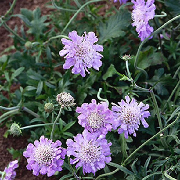 Scabiosa columbaria Butterfly Blue (72 plugs per tray)