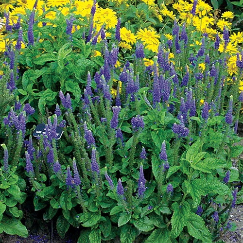 Veronica spicata Snow Candles (72 plug tray) PP28777 liners from