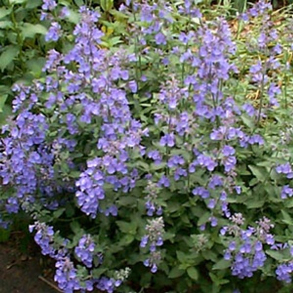 Nepeta xfaassenii Walkers Low (72 plugs per tray)