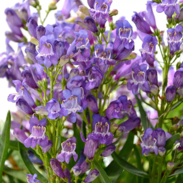 Penstemon barbatus Rock Candy® Blue (72 plugs per tray)