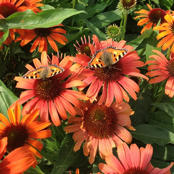 Echinacea Butterfly™ Orange Skipper