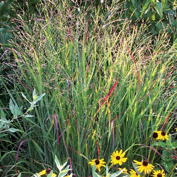 Panicum virgatum Shenandoah